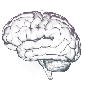 Brain PNG