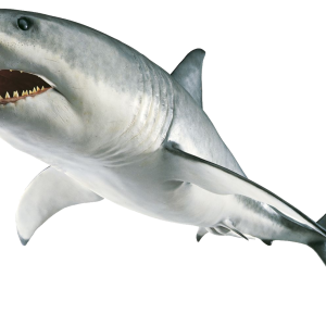Shark PNG