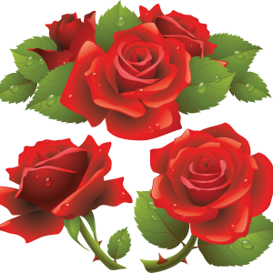 Rose PNG