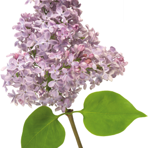 Lilac PNG
