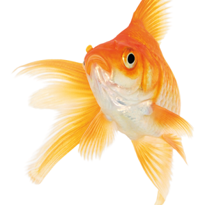 Goldfish PNG