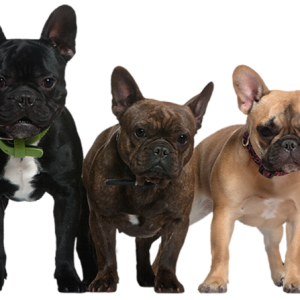 Dog PNG