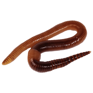 earthworm worm PNG