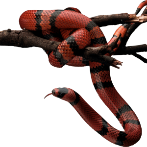 Red snake PNG image picture download free
