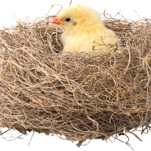 Nest PNG