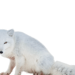Arctic fox PNG