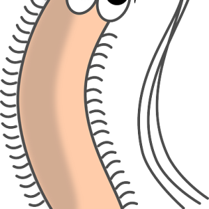 Bacteria PNG