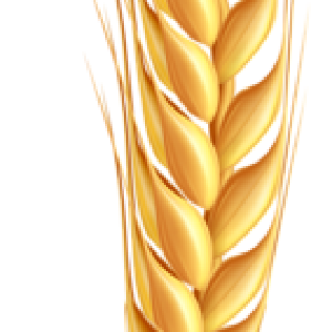 Wheat PNG