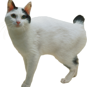 Cat PNG