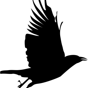 Raven PNG