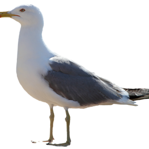 Gull PNG