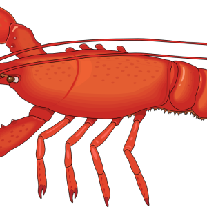 Lobster PNG