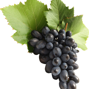Grape PNG image download, free picture