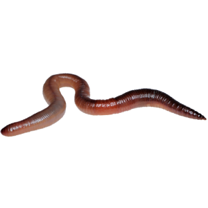 earthworm worm PNG