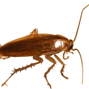 Roach PNG