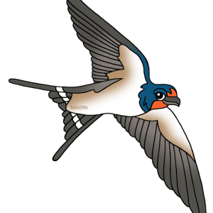 Swallow PNG