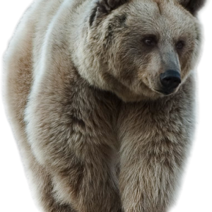 bear PNG