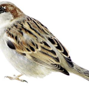 Sparrow PNG