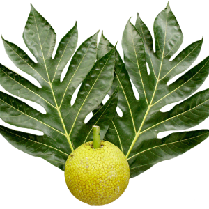 Jackfruit PNG