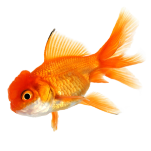 Goldfish PNG