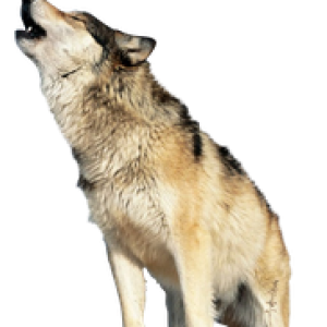 Wolf PNG