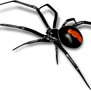Spider PNG image