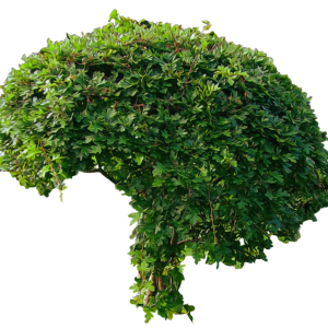 Bush PNG image