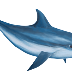 Dolphin PNG