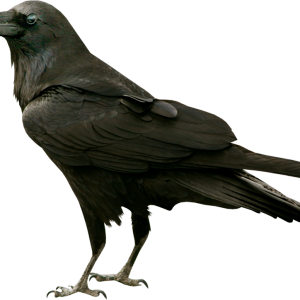 Raven PNG