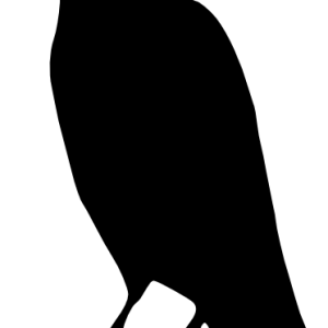 Raven PNG