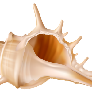 Seashell PNG