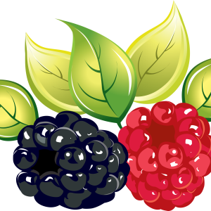 Rraspberry PNG image