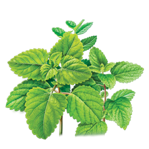 Pepermint PNG
