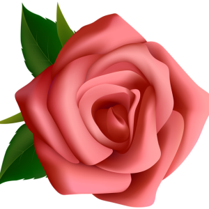 Rose PNG