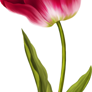 Tulip PNG image