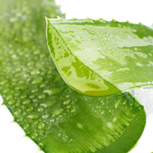 Aloe vera PNG
