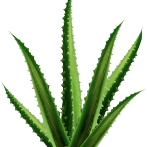 Aloe vera PNG