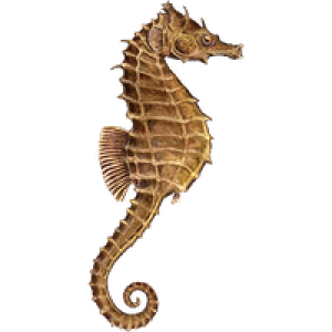 Seahorse PNG