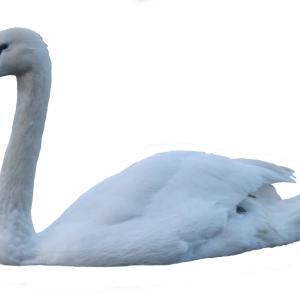 Swan PNG