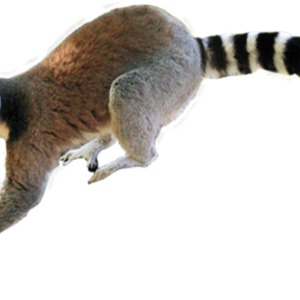Lemur PNG