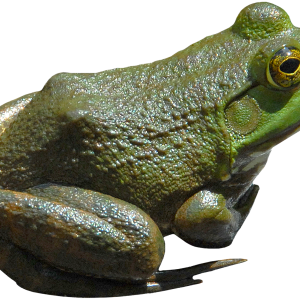 green frog PNG image