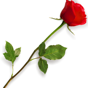 Rose PNG