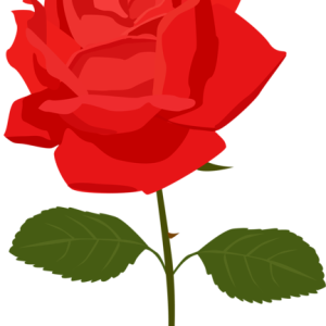 Rose PNG
