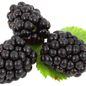 Blackberry PNG