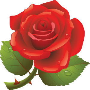 Rose PNG