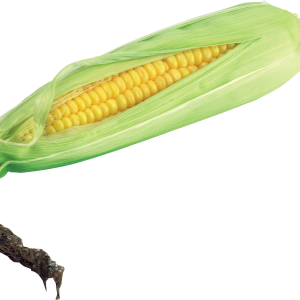 Corn PNG image