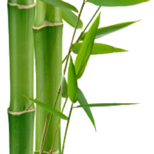 Bamboo PNG