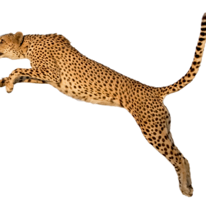 Cheetah PNG