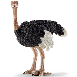 Ostrich PNG