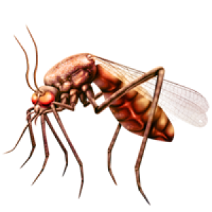 Mosquito PNG
